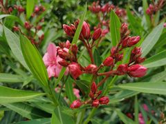 -怡海公园(桂城街道)