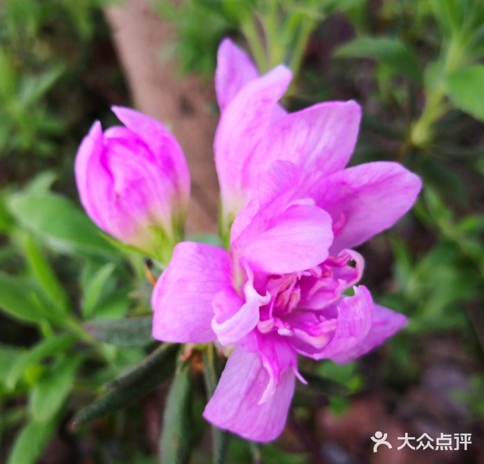 琴亭湖公园图片