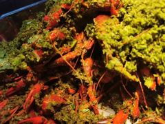 -杭州钱江新城万怡酒店-西餐厅