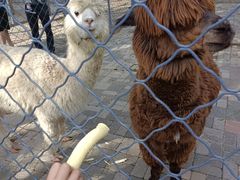 -长白岛森林公园