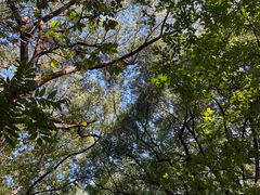 -上海佘山国家森林公园天马山园