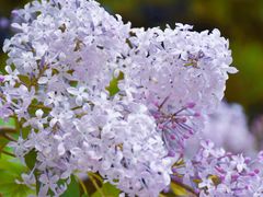 -石家庄市植物园