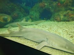 -上海海昌海洋公园