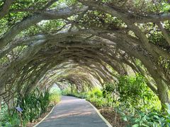 -广西壮族自治区药用植物园