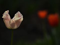 -大宁郁金香公园-停车场