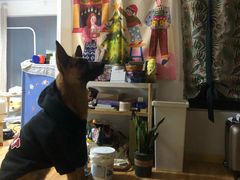 -翊宠yipet猫狗购宠庄园犬舍•猫舍