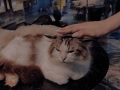 -more than meow吴止猫主题餐厅(承德 中船汇店)