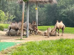 -北京野生动物园