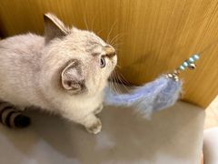 -美联众合动物医院·24h转诊中心