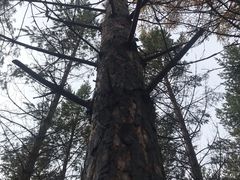 -塞罕坝国家级自然保护区