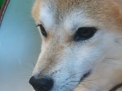 -萌喵宠狗爱心宠咖