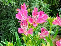 -国家植物园南园