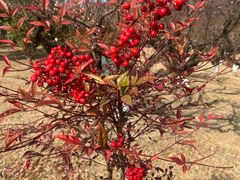 -狼山风景名胜区