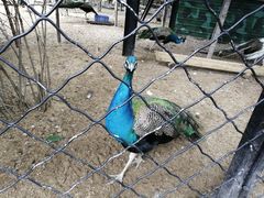 -大鹅岛绿色生态美食园