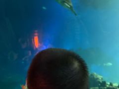 -海棠湾洲际-涛·海底餐厅·美人鱼·自助餐·海底隧道