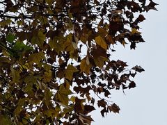 -重庆市江北嘴中央商务区中央公园