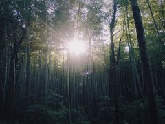 -青龙山国家森林公园