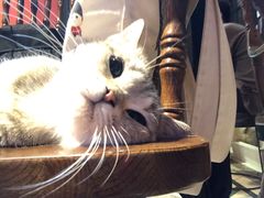 -猫色咖啡·猫咖
