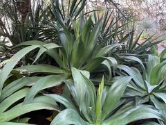 -北京植物园-展览温室