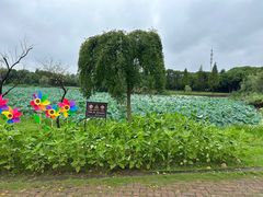 -无锡蠡湖国家湿地公园-蠡园