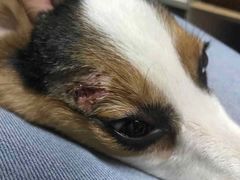 -北京恒爱动物医院(清景园分院)