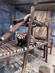 -Zoolung Zoolung动物主题公园(海信广场店)