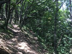 -牛背梁国家森林公园