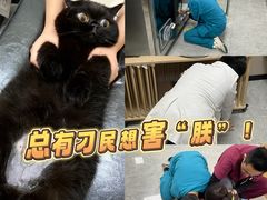 -中农大我爱我爱动物医院·核磁CT·猫病·24小时夜诊中心(石佛营店)
