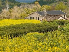 -桑洲油菜花景区