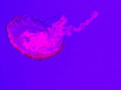 -瑞普利水族馆