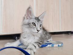 -十年猫舍·猫咪专门店(普陀店)