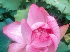 -陈家山荷花公园