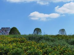 -紫颐香薰山谷景区