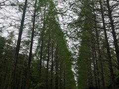 -黄海国家森林公园