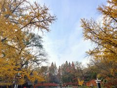 -碧桂园凤凰城酒店(南京店)