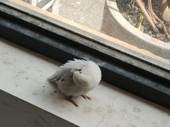 -吉丁鸟咖·异宠·寄养