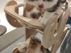 -飞行喵MR PILOT|猫舍·猫咖(静安大融城店)
