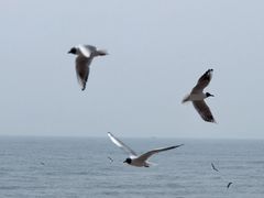 -北戴河转鱼·炒螃蟹酱餐厅