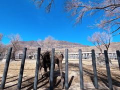 -新疆天山野生动物园