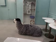 -安格丽娜·狗咖·猫咖羊驼咖(春熙路百盛商场店)