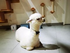 -Heymao猫咖.咖啡厅(东门店)