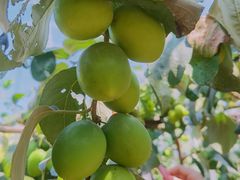 -任达丞国农庄(任达山庄店)