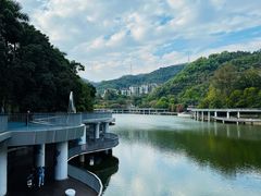 -银湖山郊野公园-相思林