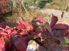 -滨海湖高尔夫球会