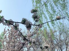 -元大都城垣遗址公园