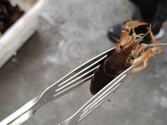 -双福水果批发市场