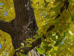-石景山区图书馆(八角南路)