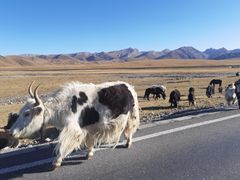 -青海湖国家重点风景名胜区