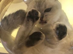 -滚猫咖啡·猫咖·猫友好撸猫(未来城店)
