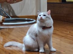 -绒爪撸猫下午茶·猫咖